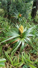 Freycinetia arborea