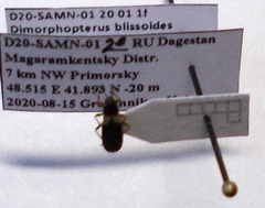 Dimorphopterus blissoides