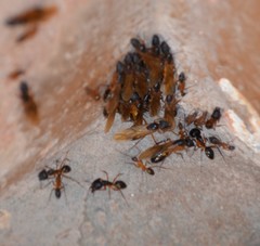 Camponotus
