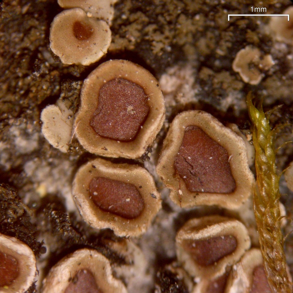 Rimmed Cobblestone Lichen
