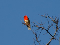 Anaplectes rubriceps rubriceps