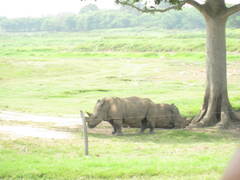 Ceratotherium