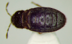 Dimorphopterus doriae