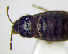 Dimorphopterus doriae