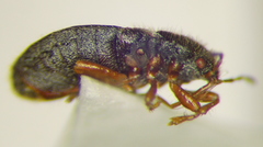 Dimorphopterus doriae