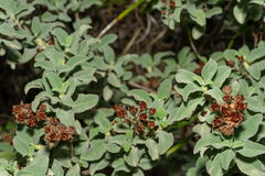 Cistus parviflorus