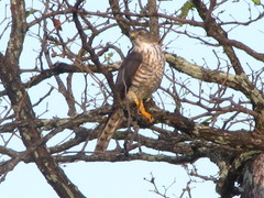 Micronisus gabar gabar