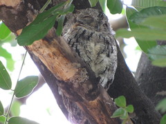 Otus senegalensis