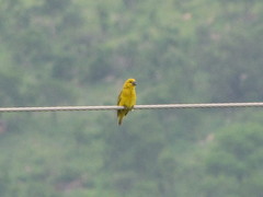 Anomalospiza imberbis