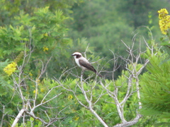 Eurocephalus anguitimens