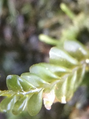 Chiloscyphus pallescens