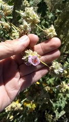 Malacothamnus enigmaticus