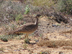 Eupodotis vigorsii vigorsii