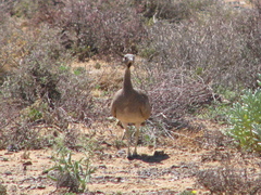 Eupodotis vigorsii vigorsii