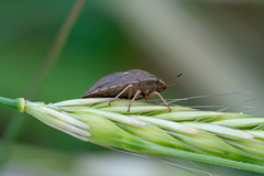 Eurygaster integriceps