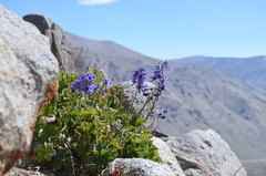Delphinium brunonianum