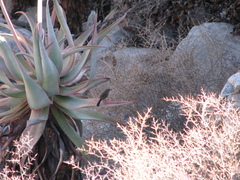 Euryptila subcinnamomea