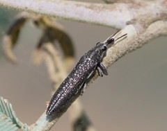 Rhinotia sparsa