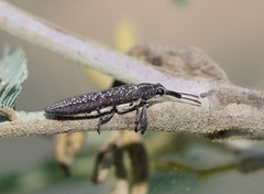 Rhinotia sparsa