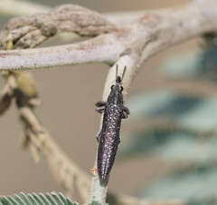 Rhinotia sparsa