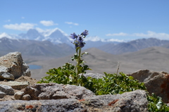 Delphinium brunonianum