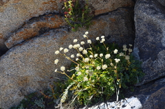 Hymenolaena pimpinellifolia