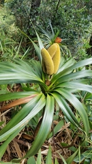 Freycinetia arborea
