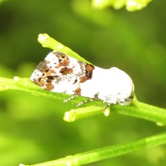 Acontiinae
