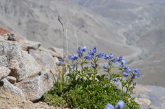 Delphinium brunonianum