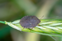 Eurygaster integriceps