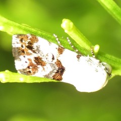 Acontiinae