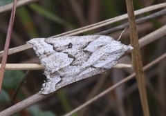 Plataea californiaria