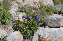 Delphinium brunonianum
