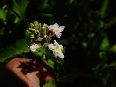 Pitraea cuneato-ovata