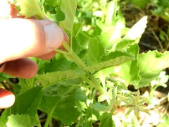 Pitraea cuneato-ovata