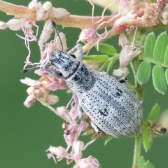 Ericydeus lautus