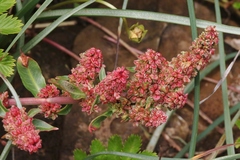 Rumex crassus