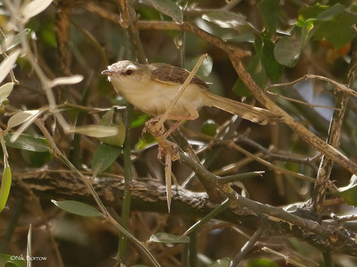 River Prinia