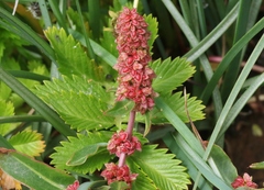 Rumex crassus