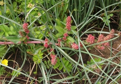 Rumex crassus