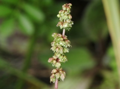 Rumex crassus