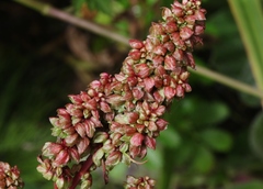 Rumex crassus