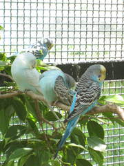 Melopsittacus