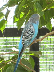 Melopsittacus
