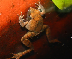 Phrynobatrachus plicatus