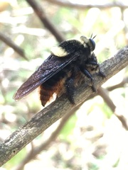 Mallophora ruficauda