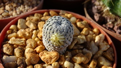 Mammillaria pectinifera