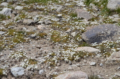 Dichodon cerastoides