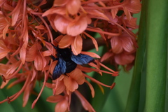 Bombus pauloensis