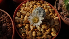 Mammillaria pectinifera